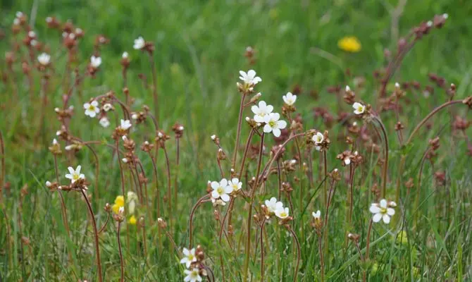 Blommor i gräs